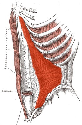 musculo transverso del abdomen