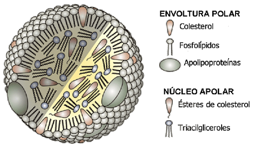 lipoproteínas y colesterol