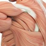 como-ganar-masa-muscular-estructura-musculo1