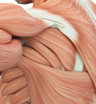 como-ganar-masa-muscular-estructura-musculo1