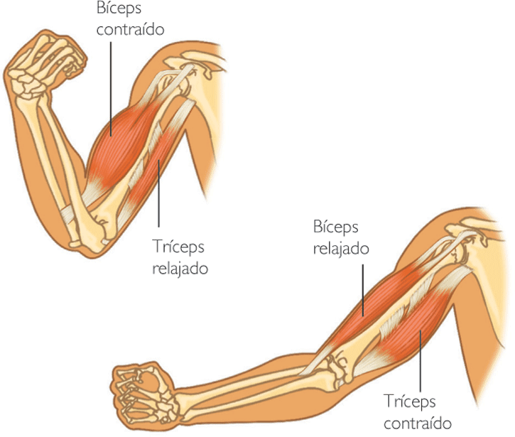 músculos agonistas de la rutina de ejercicios