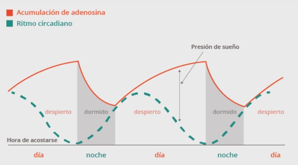 adenosina y ritmo circadiano
